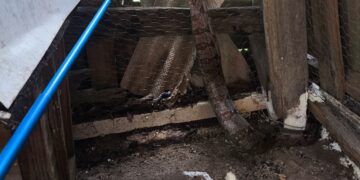 Jiboia é encontrada em galinheiro e capturada pelo Corpo de Bombeiros em Papagaios