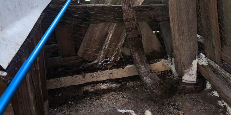 Jiboia é encontrada em galinheiro e capturada pelo Corpo de Bombeiros em Papagaios