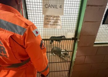 Bombeiros capturam cães agressivos após ataques a pedestres em Formiga