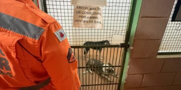 Bombeiros capturam cães agressivos após ataques a pedestres em Formiga