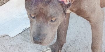 Cão ferido é encontrado perambulando no bairro Tino Pereira