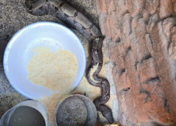 Bombeiros capturam jiboia em galinheiro na zona rural de Córrego Fundo