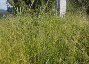 Visitantes reclamam da falta de manutenção no Cemitério Parque da Saudade; Prefeitura diz que limpeza será retomada na próxima semana