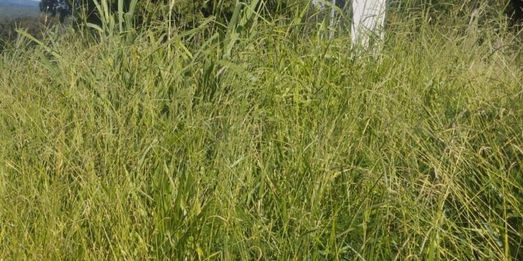 Visitantes reclamam da falta de manutenção no Cemitério Parque da Saudade; Prefeitura diz que limpeza será retomada na próxima semana