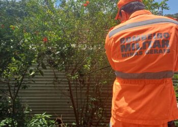 Bombeiros capturam cascavel em pé de romã às margens da MG-050, em Córrego Fundo