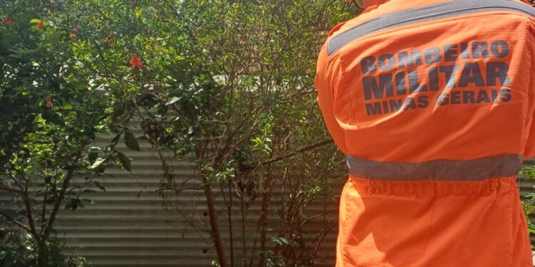 Bombeiros capturam cascavel em pé de romã às margens da MG-050, em Córrego Fundo