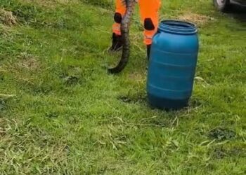 Bombeiros capturam jiboia em clube na Avenida Geraldo Almeida, em Formiga