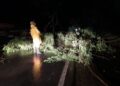 Árvore cai e bloqueia parcialmente a BR-354, no sentido Iguatama, durante chuva forte
