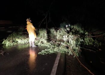 Árvore cai e bloqueia parcialmente a BR-354, no sentido Iguatama, durante chuva forte