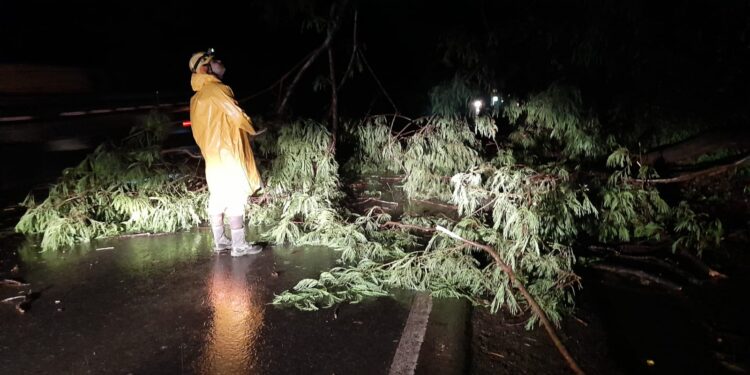 Árvore cai e bloqueia parcialmente a BR-354, no sentido Iguatama, durante chuva forte