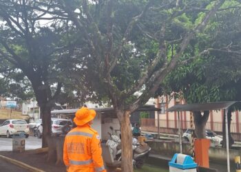 Árvore seca e com risco de queda ameaça veículos e pedestres no estacionamento da Santa Casa de Formiga