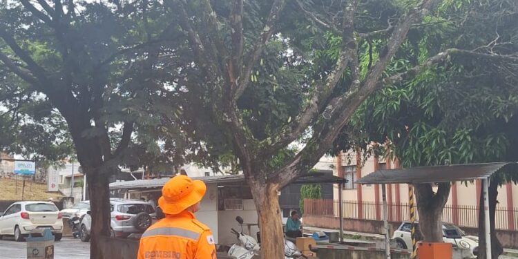 Árvore seca e com risco de queda ameaça veículos e pedestres no estacionamento da Santa Casa de Formiga