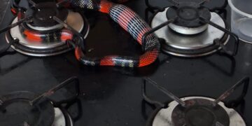 Cobra-coral é encontrada sobre fogão em residência no Alto dos Pinheiros em Formiga