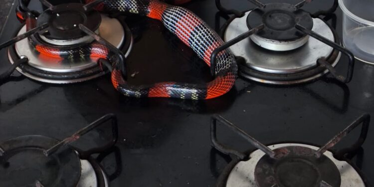 Cobra-coral é encontrada sobre fogão em residência no Alto dos Pinheiros em Formiga