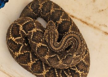 Cascavel é encontrada em túnel de encanamentos e oferece risco a trabalhadores em empresa de Arcos