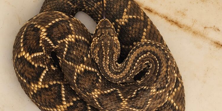 Cascavel é encontrada em túnel de encanamentos e oferece risco a trabalhadores em empresa de Arcos