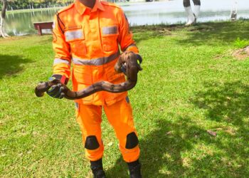 Serpente da espécie jiboia é resgatada pelos bombeiros em clube recreativo de Formiga