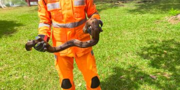 Serpente da espécie jiboia é resgatada pelos bombeiros em clube recreativo de Formiga