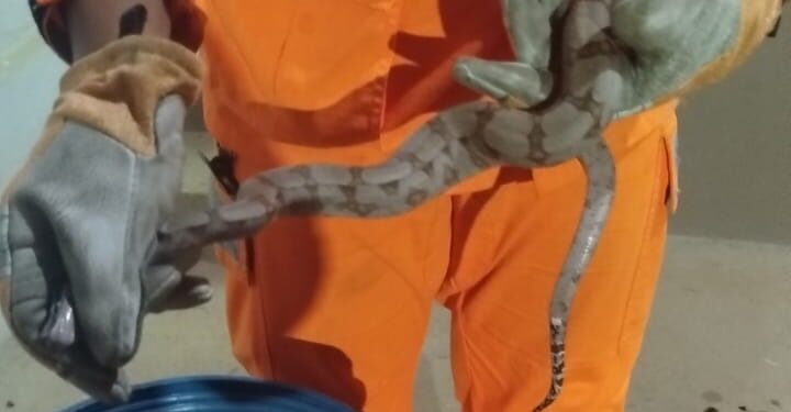 Jiboia é encontrada em varanda de residência em Córrego Fundo