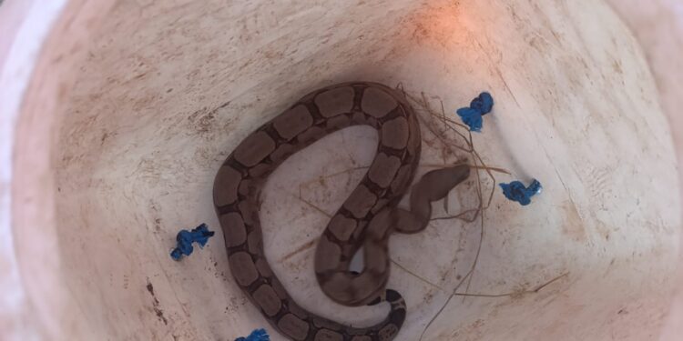 Corpo de Bombeiros captura jiboia em residência no bairro Nova Morada, em Arcos