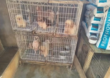Sem ventilação, cheiro de urina e fezes: 61 cães encontrados em gaiolas viviam em canil insalubre em MG