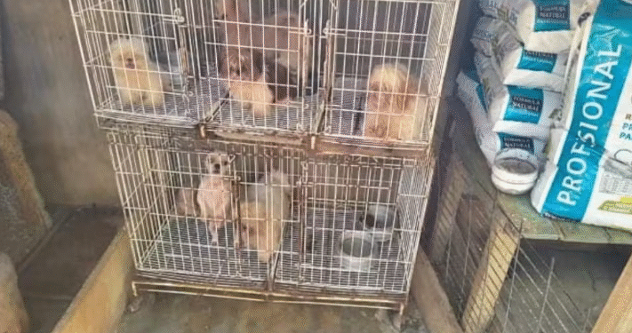Sem ventilação, cheiro de urina e fezes: 61 cães encontrados em gaiolas viviam em canil insalubre em MG