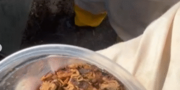 Prefeitura de Formiga realiza captura de 236 escorpiões após dedetização no Cemitério do Santíssimo