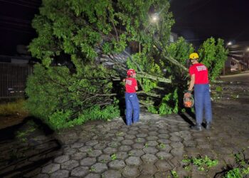 Bombeiros atuam na remoção de árvore caída após temporal no bairro Bela Vista, em Formiga