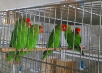 PM de Meio Ambiente apreende mais de 600 aves mantidas irregularmente em Formiga