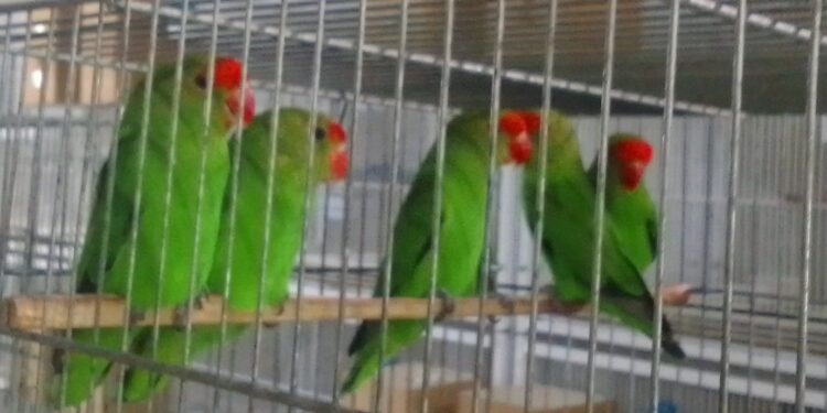 PM de Meio Ambiente apreende mais de 600 aves mantidas irregularmente em Formiga