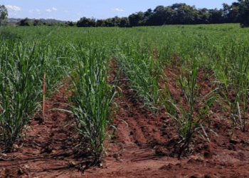 Córrego Fundo: unidade de mudas de cana é acompanhada por técnicos da Emater–MG