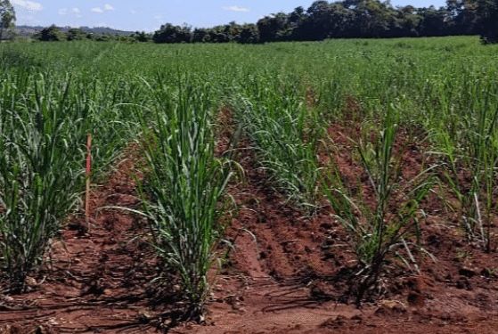Córrego Fundo: unidade de mudas de cana é acompanhada por técnicos da Emater–MG