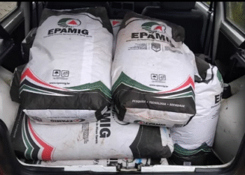 Emater consegue implantação unidade demonstrativa de trigo para silagem em Córrego Fundo