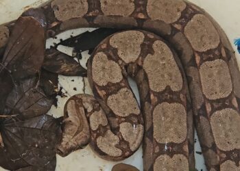 Bombeiros retiram cobra de árvore no quintal de casa em Iguatama