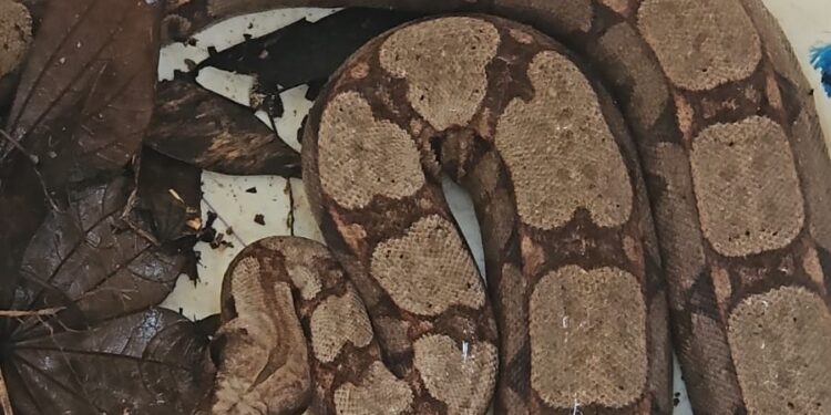 Bombeiros retiram cobra de árvore no quintal de casa em Iguatama