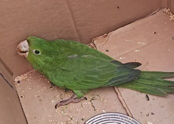 Ave silvestre debilitada é socorrida pelo Corpo de Bombeiros em Formiga