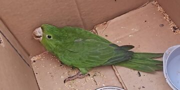 Ave silvestre debilitada é socorrida pelo Corpo de Bombeiros em Formiga