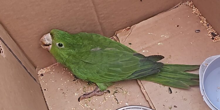 Ave silvestre debilitada é socorrida pelo Corpo de Bombeiros em Formiga