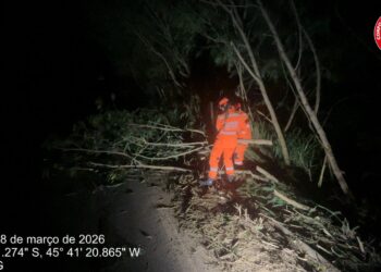 Bombeiros desobstruem rodovia MG-170 após queda de árvore em Pains