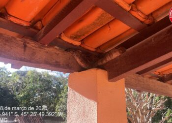 Bombeiros de Formiga capturam jiboia de um metro em varanda de residência