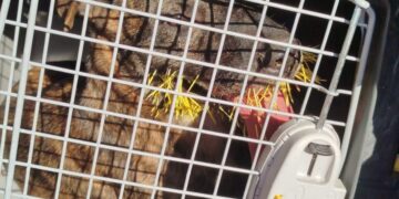 Cão ferido por ouriço-caxeiro foge durante resgate e mobiliza bombeiros por dois bairros de Formiga