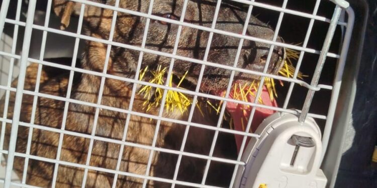 Cão ferido por ouriço-caxeiro foge durante resgate e mobiliza bombeiros por dois bairros de Formiga