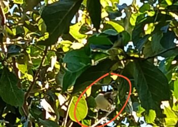 Formiga: gato preso em árvore é resgatado na Escola José João de Melo, na comunidade Fazenda Velha