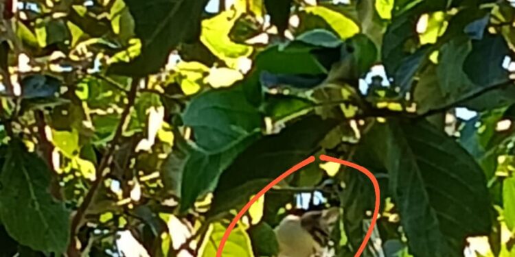 Formiga: gato preso em árvore é resgatado na Escola José João de Melo, na comunidade Fazenda Velha