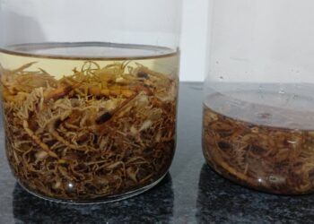 Infestação de escorpiões volta a assustar famílias próximas ao Cemitério do Santíssimo