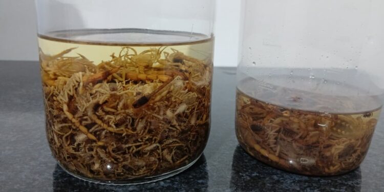 Infestação de escorpiões volta a assustar famílias próximas ao Cemitério do Santíssimo