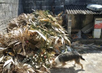 Formiga: moradora faz imagens do interior do Cemitério do Santíssimo