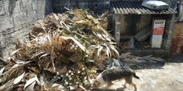 Formiga: moradora faz imagens do interior do Cemitério do Santíssimo