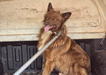 Cão ferido por disparo de arma de fogo no bairro Souza e Silva é resgatado pelo Corpo de Bombeiros