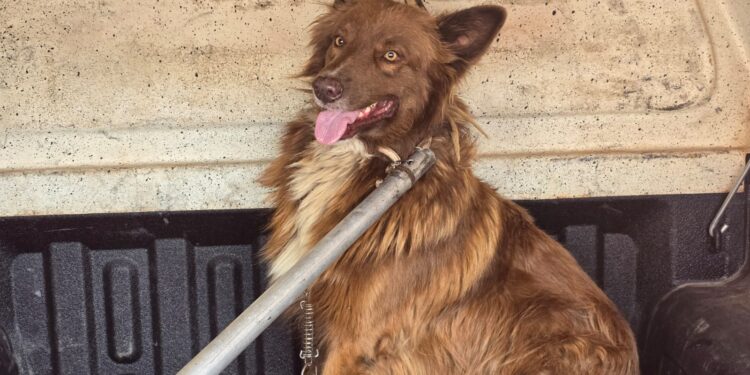 Cão ferido por disparo de arma de fogo no bairro Souza e Silva é resgatado pelo Corpo de Bombeiros
